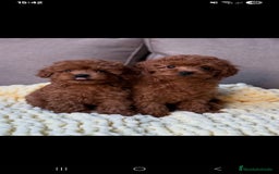 Caniche Toy perros en venta: ‼️‼️CANICHE TOY ROJOS MACHOS 50% ASIÁTICOS - Imagen 1