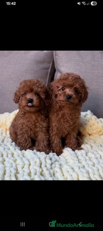 Caniche Toy perros - Anuncio 1