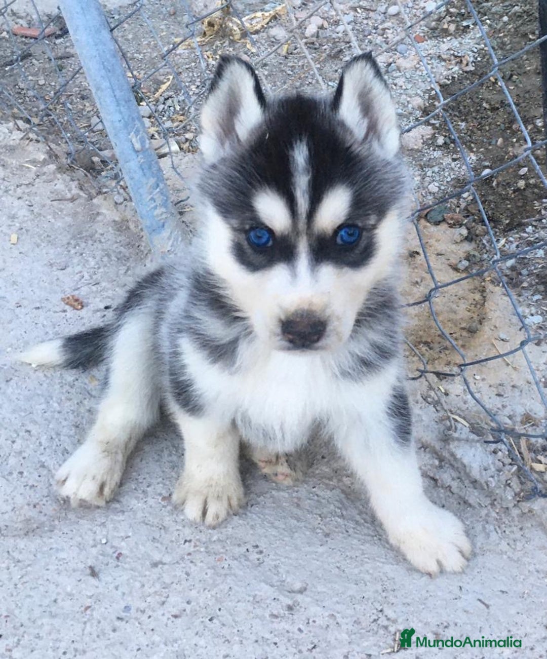 Husky Siberiano perros en venta: Husky Siberiano  - Anuncio 5