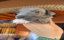 Pequeño Lebrel Italiano perros en venta: CACHORROS DE PICCOLO LEBREL ITALIANO - Imagen 8