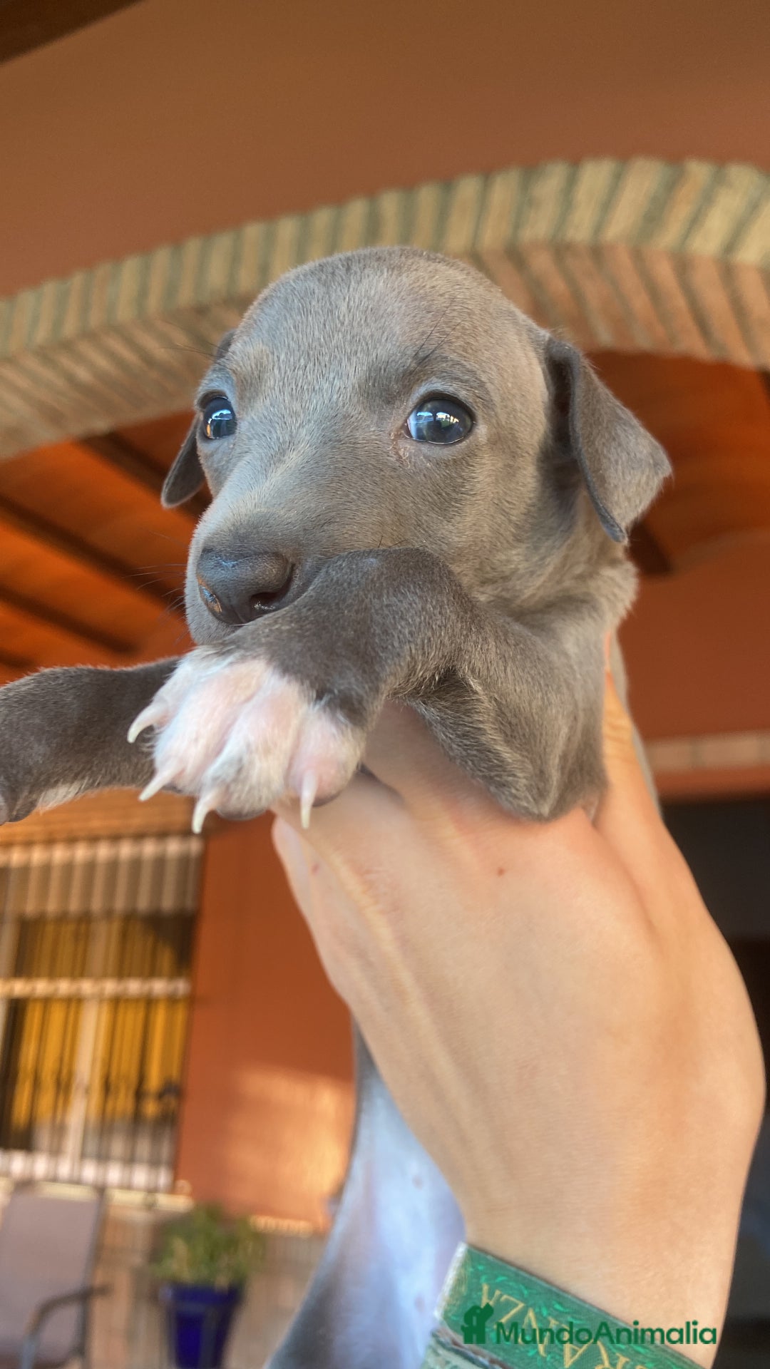 Pequeño Lebrel Italiano perros en venta: CACHORROS DE PICCOLO LEBREL ITALIANO - Imagen 8