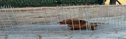 Teckel Miniatura perros en venta: Cachorro teckel - Anuncio 5