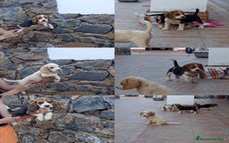Beagle perros en venta: Beagles tricolores  - Imagen 2