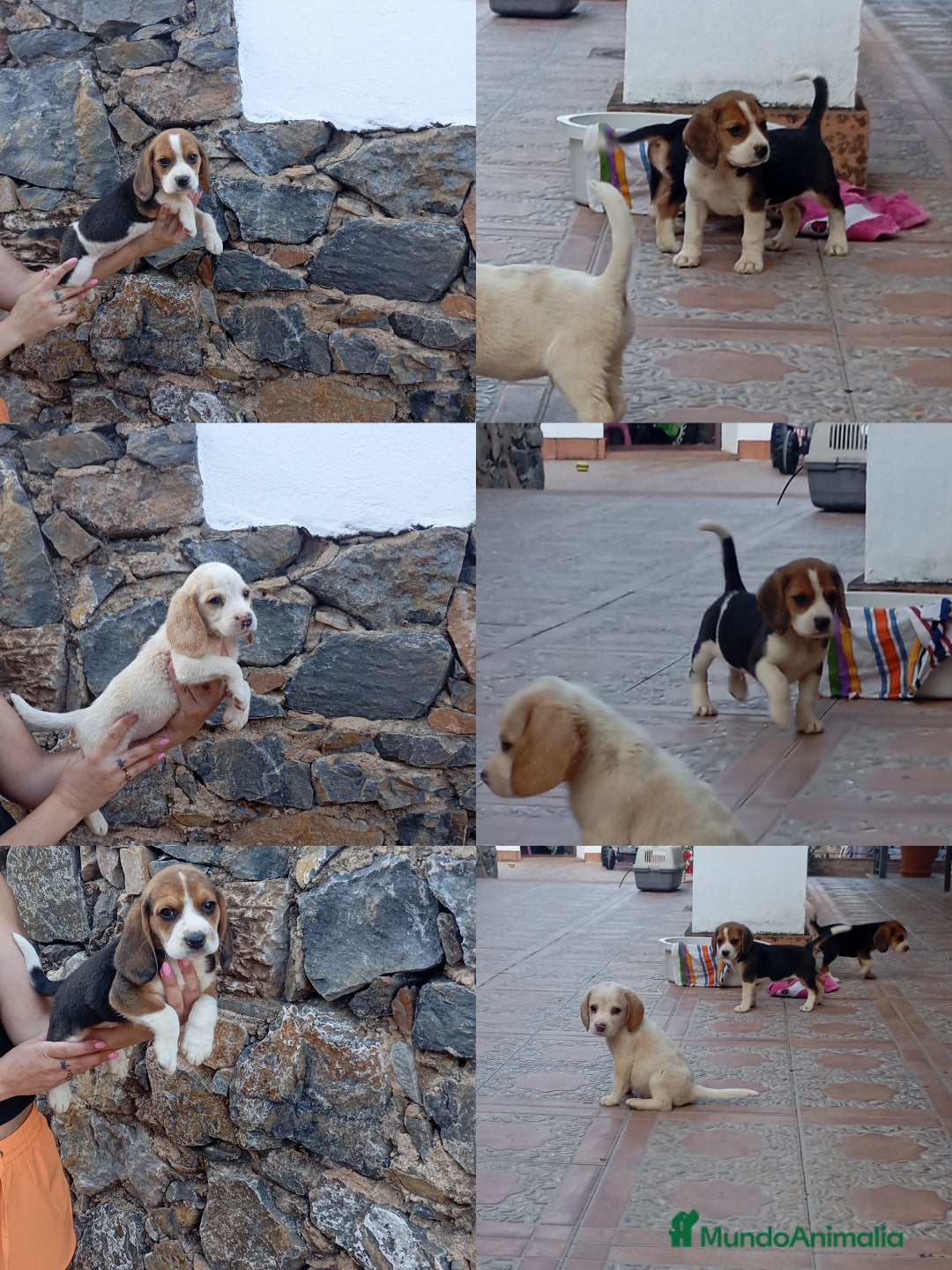 Beagle perros en venta: Beagles tricolores  - Imagen 2