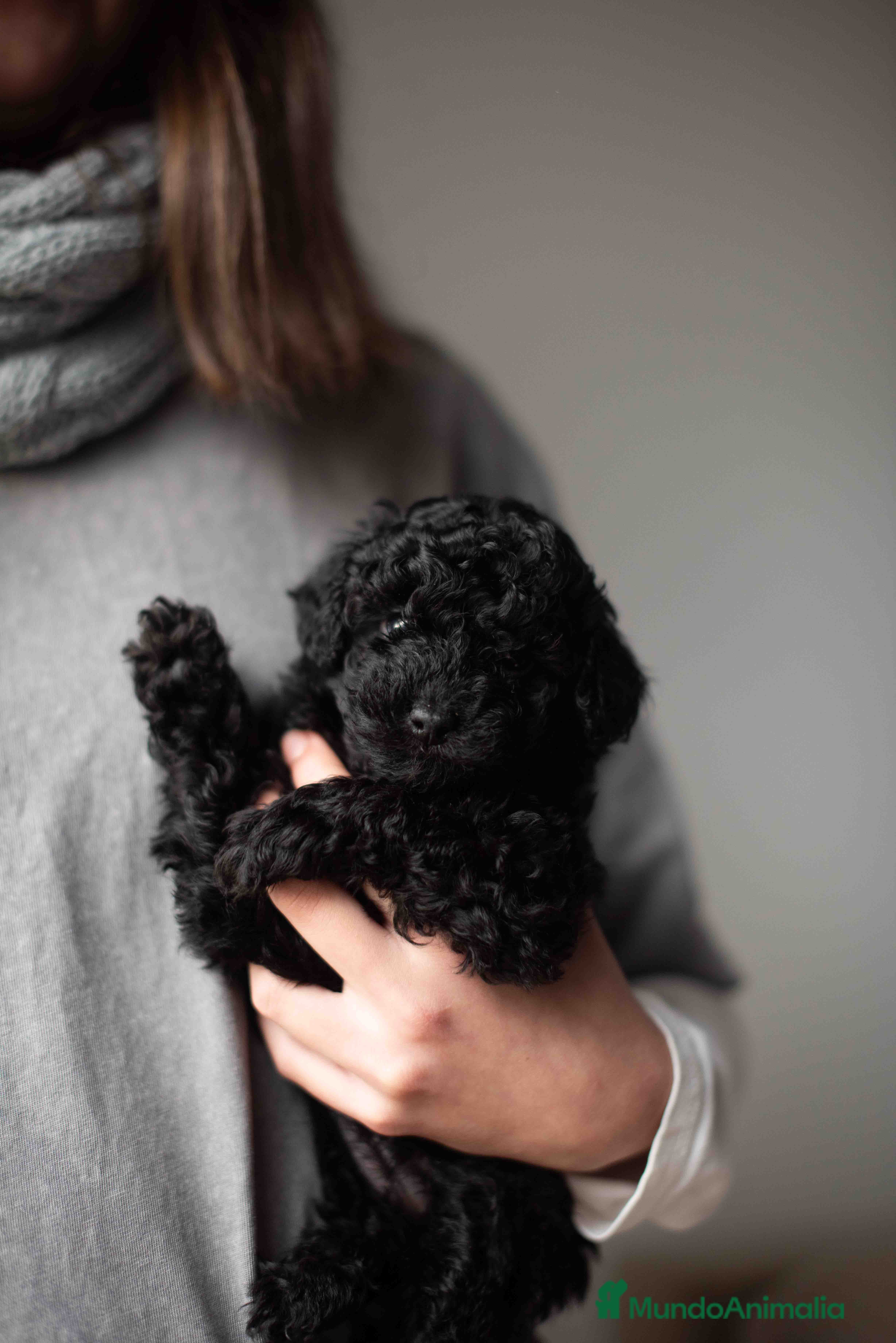 Caniche Toy perros Caniches negros - Anuncio 1