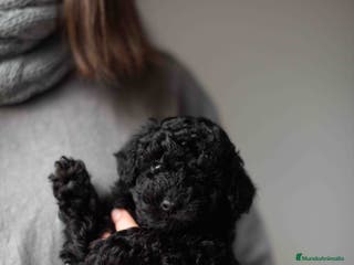 Caniche Toy perros Caniches negros - Anuncio 1