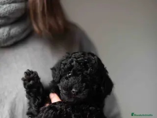 Caniche Toy perros Caniches negros - Anuncio 28