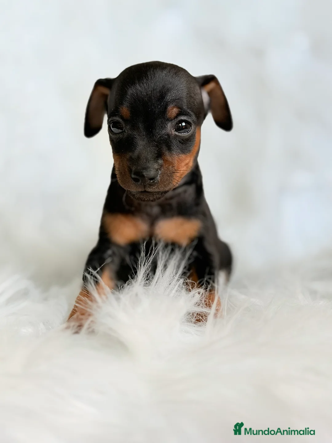 Pinscher Miniatura perros en venta: Minipincher machito  - Anuncio 6