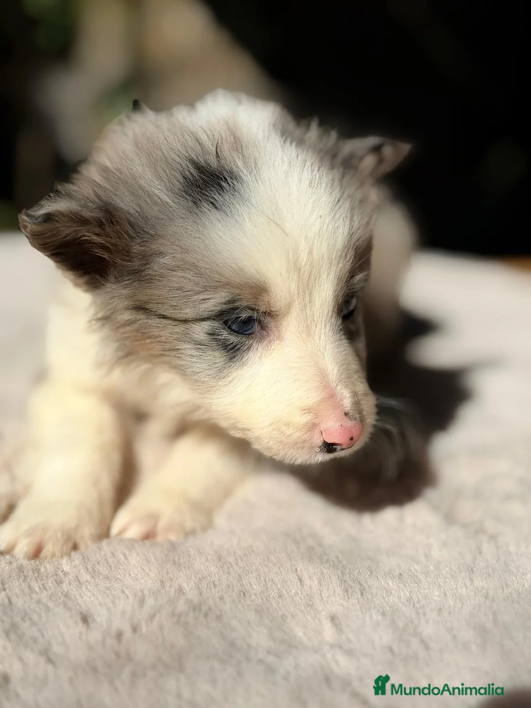 Border Collie perros en venta: BORDER COLLIE MERLÉ - Anuncio 9