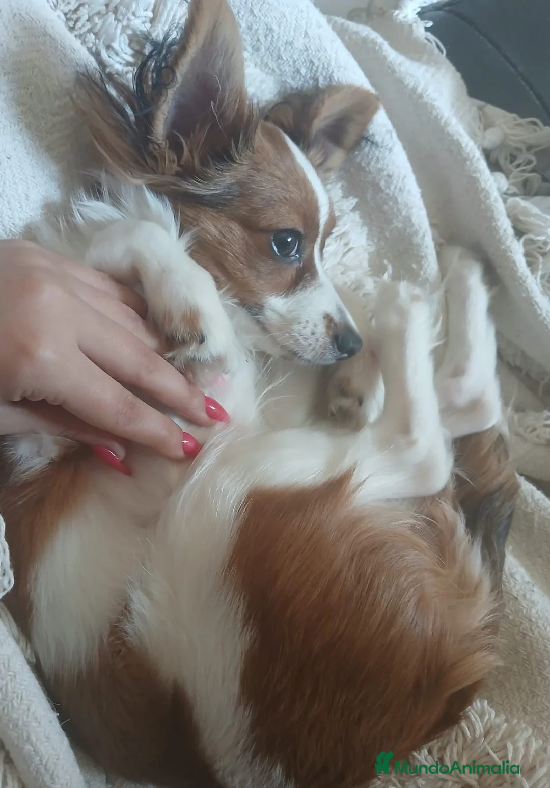Raza Mixta perros en venta: Se regala cachorro 9 meses - Anuncio 4