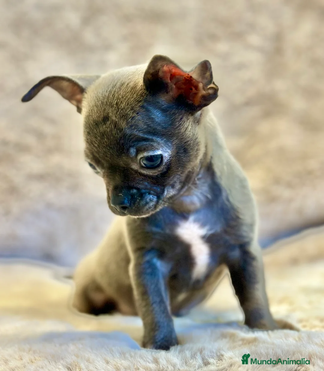 Chihuahua perros en venta: CHIHUAHUA TOY BLUE SOLIDO - Anuncio 2