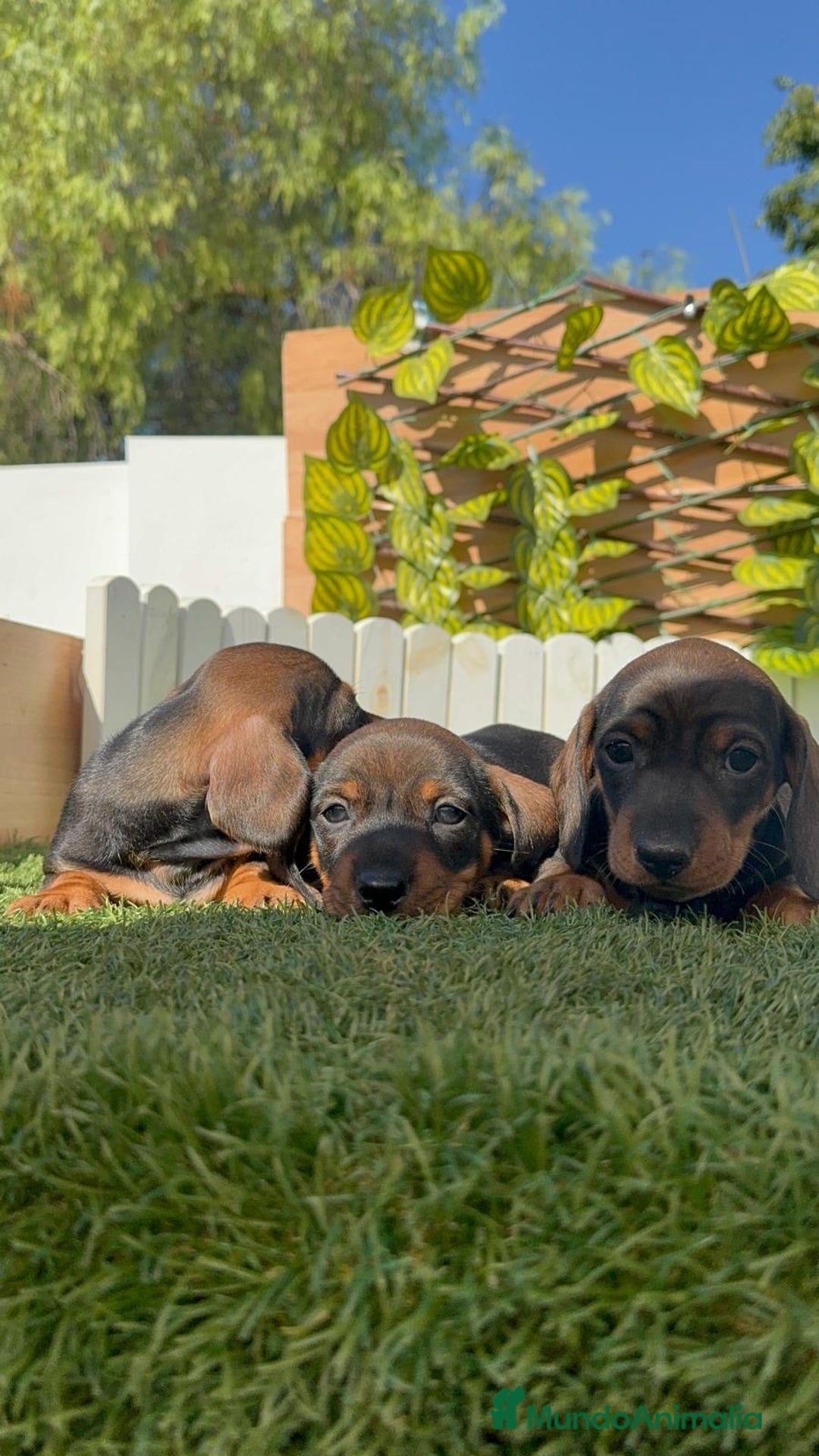 Teckel Miniatura perros en venta: TECKEL MINIATURA - Imagen 2