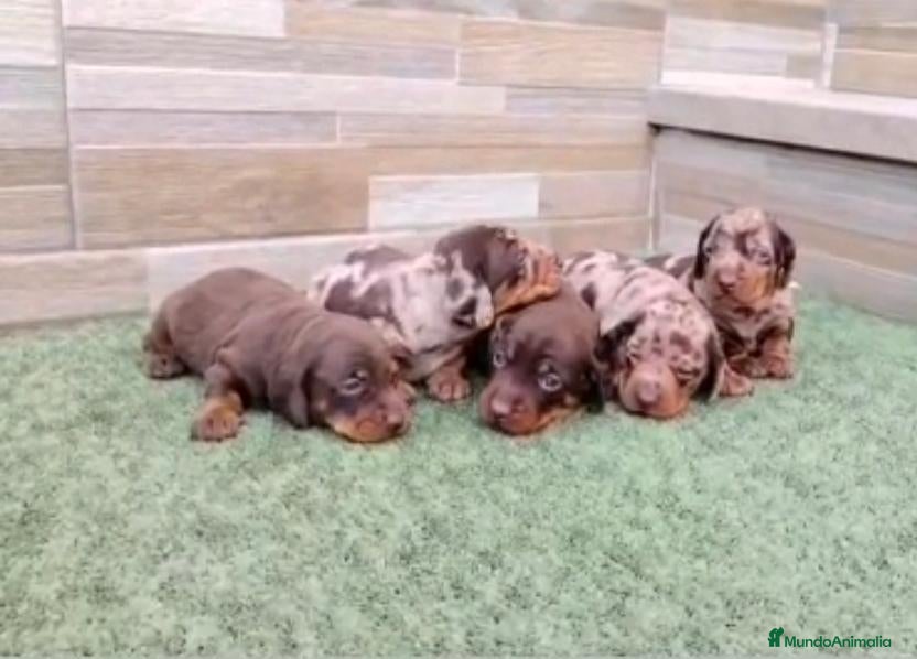 Teckel Miniatura perros Teckel kaninchen  - Anuncio 2