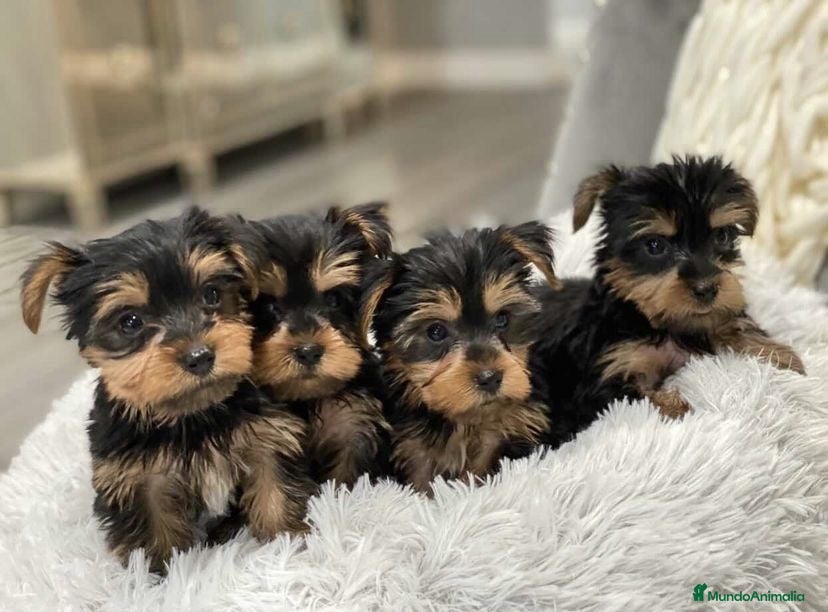 Yorkshire Terrier perros CAMADA DE YORKSHIRE TERRIER DISPONIBLE 🐾 - Anuncio 2