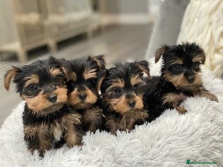 Yorkshire Terrier perros CAMADA DE YORKSHIRE TERRIER DISPONIBLE 🐾 - Anuncio 2