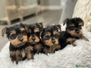 Yorkshire Terrier perros CAMADA DE YORKSHIRE TERRIER DISPONIBLE 🐾 - Anuncio 35