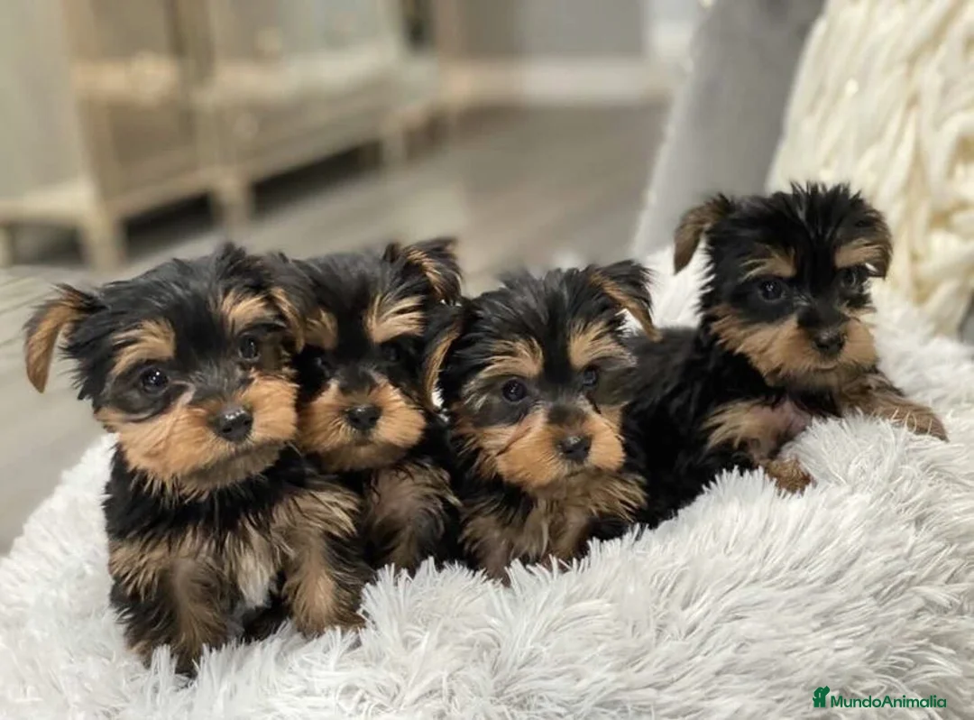 Yorkshire Terrier perros en venta: CAMADA DE YORKSHIRE TERRIER DISPONIBLE 🐾 - Anuncio 1
