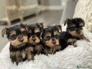 Yorkshire Terrier perros CAMADA DE YORKSHIRE TERRIER DISPONIBLE 🐾 - Anuncio 7