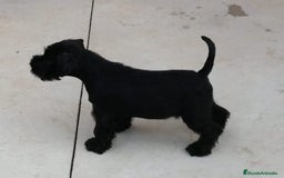 Schnauzer Miniatura perros en venta: Cachorros de schnauzer negro  - Imagen 1