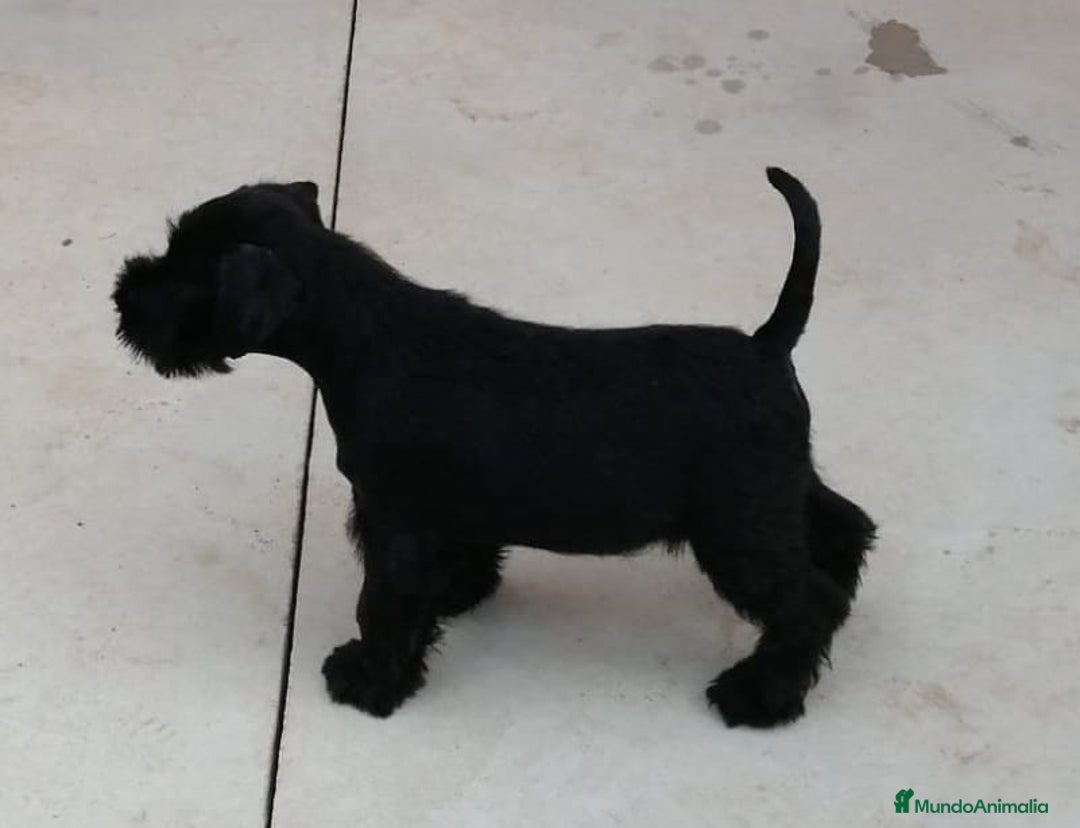 Schnauzer Miniatura perros en venta: Cachorros de schnauzer negro  - Imagen 1