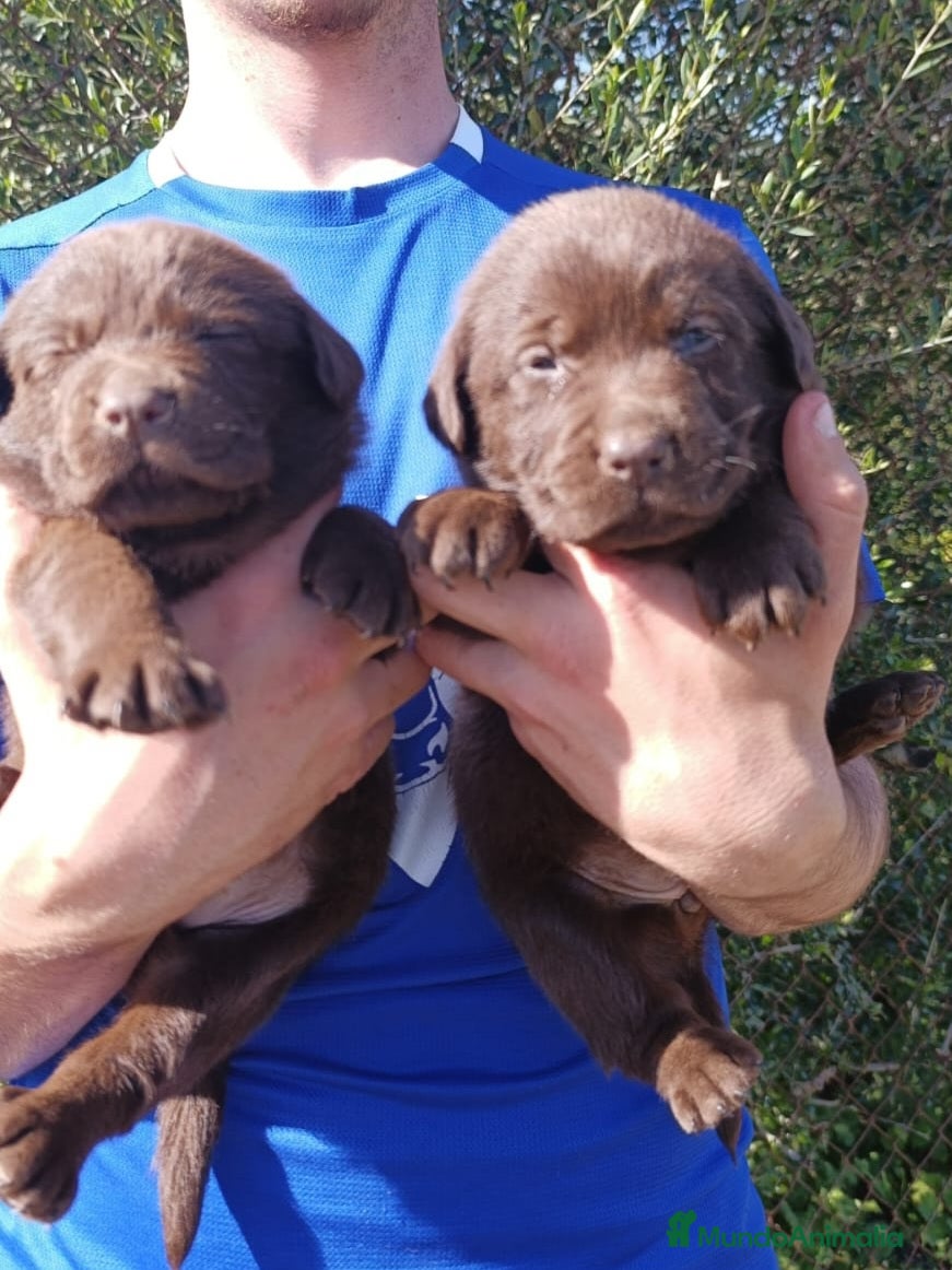 Teckel perros Labradores chocolate  - Anuncio 10