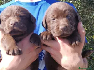 Teckel perros Labradores chocolate - Anuncio 10
