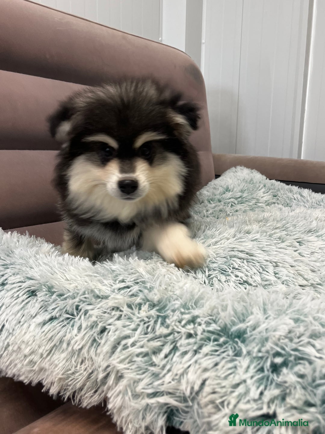 Pomsky perros en venta: Pomsky miniatura multigeneracional  - Anuncio 2