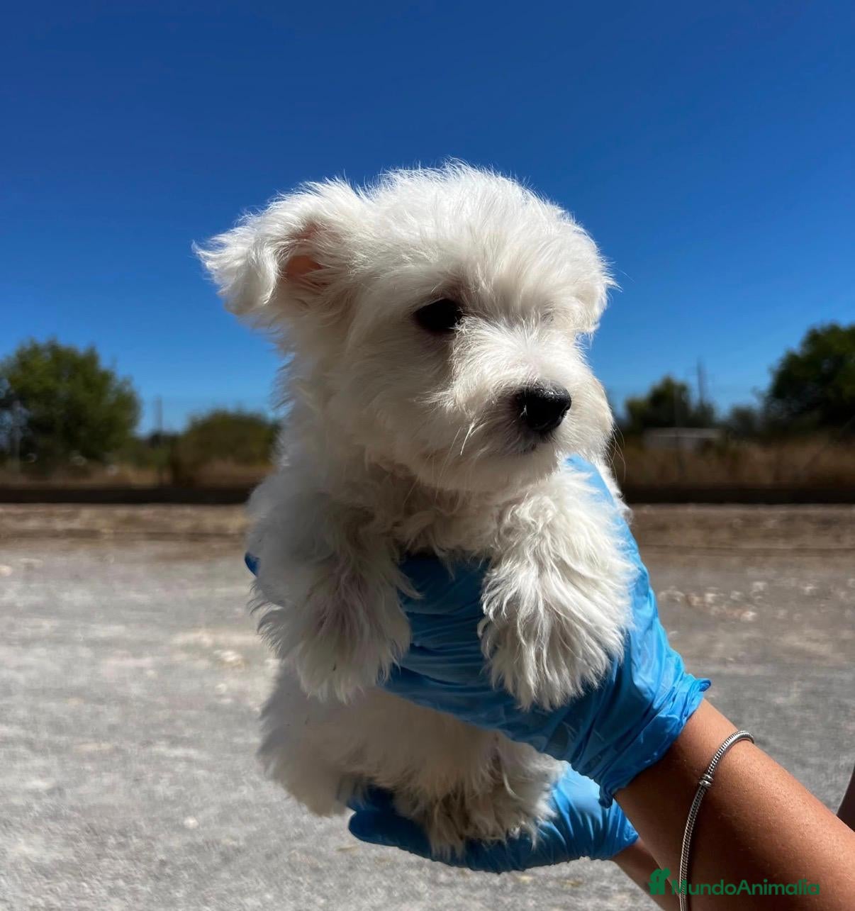 West Highland White Terrier perros CHIQUI EL WESTY HIGHLAND | ✅ Disponible - Anuncio 2