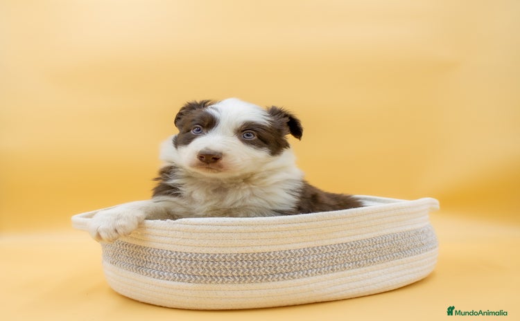 Border Collie perros - Anuncio 8