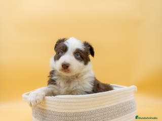 Border Collie perros INCREIBLE BORDER COLLIE CHOCOLATE - Anuncio 36