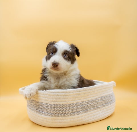 Border Collie perros INCREIBLE BORDER COLLIE CHOCOLATE - Anuncio 2