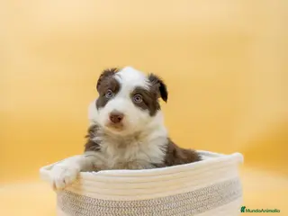 Border Collie perros INCREIBLE BORDER COLLIE CHOCOLATE - Anuncio 25