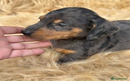 Teckel Miniatura perros en venta: TECKEL MINIATURA DISPONIBLES - Imagen 6