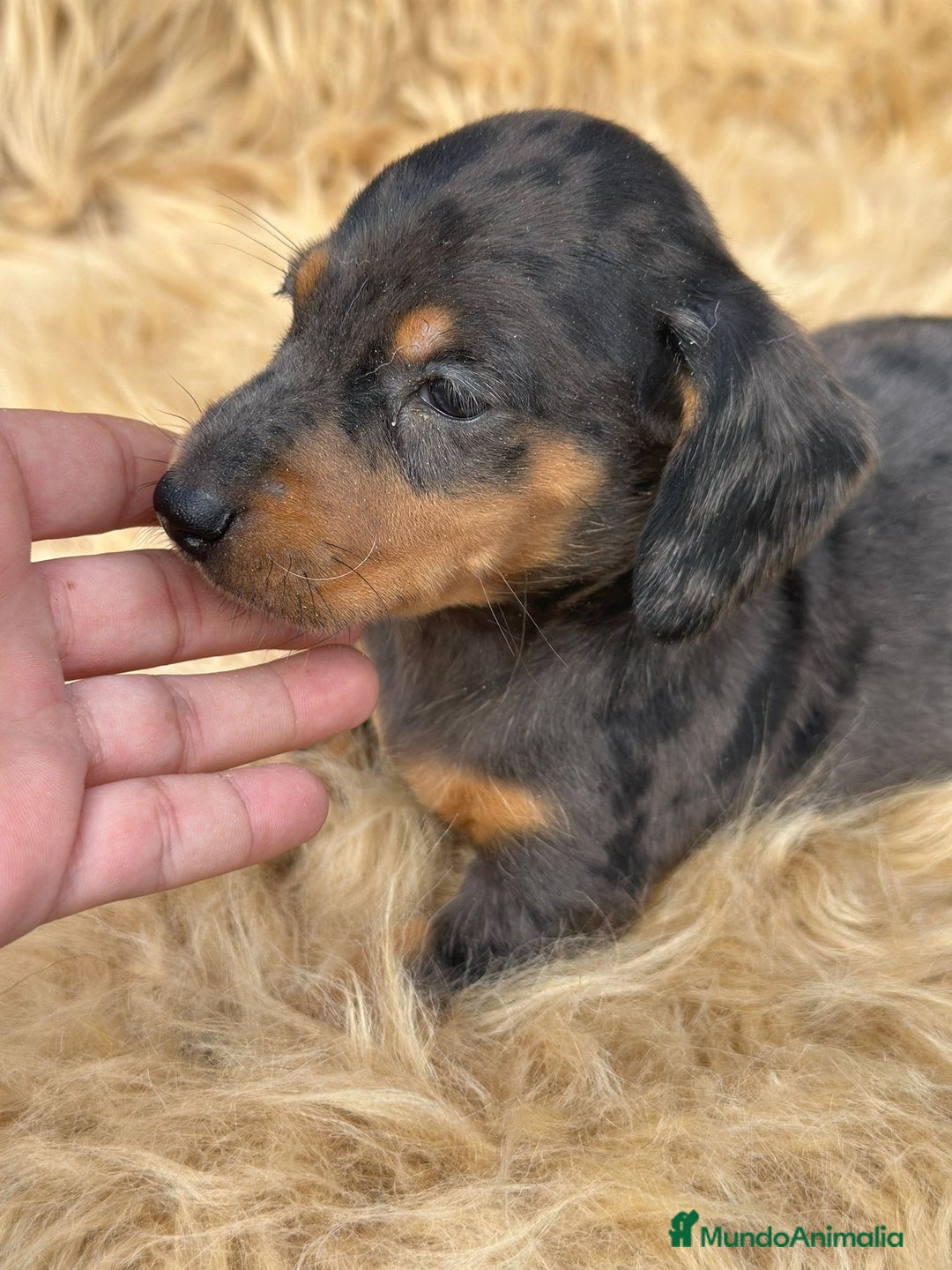 Teckel Miniatura perros en venta: TECKEL MINIATURA DISPONIBLES - Imagen 6