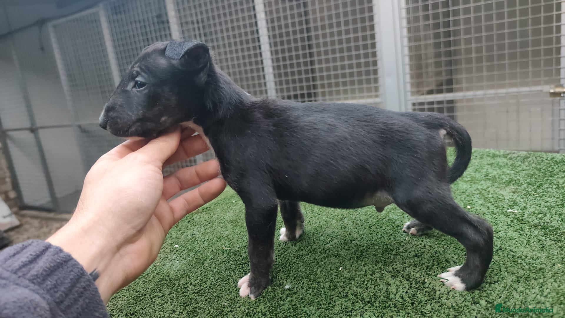 Bull Terrier perros Disponible bullterier de calidad  - Anuncio 1