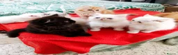 Himalayo gatos en venta: CACHORROS PERSAS HIMALAYOS  - Anuncio 3