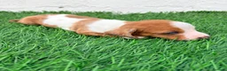 Teckel Miniatura perros en venta: Teckel miniatura tri merle choco blanco - Anuncio 6