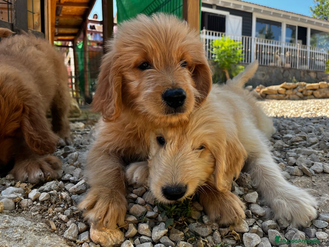 Goldendoodle perros en venta: Goldendoodle  - Imagen 3