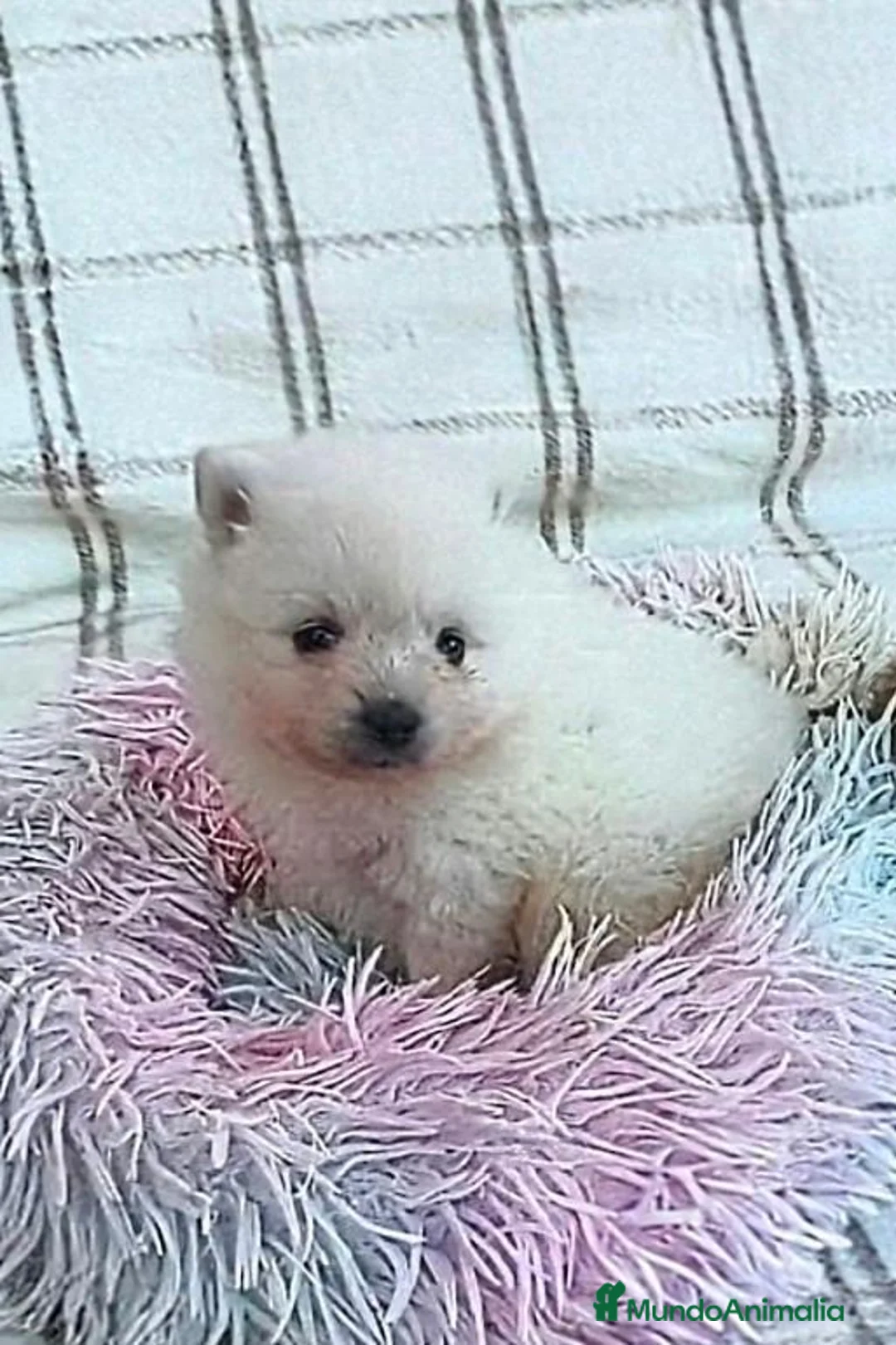 Pomerania perros en venta: POMERANIAS HEMBRAS CHIQUITINAS  - Anuncio 6