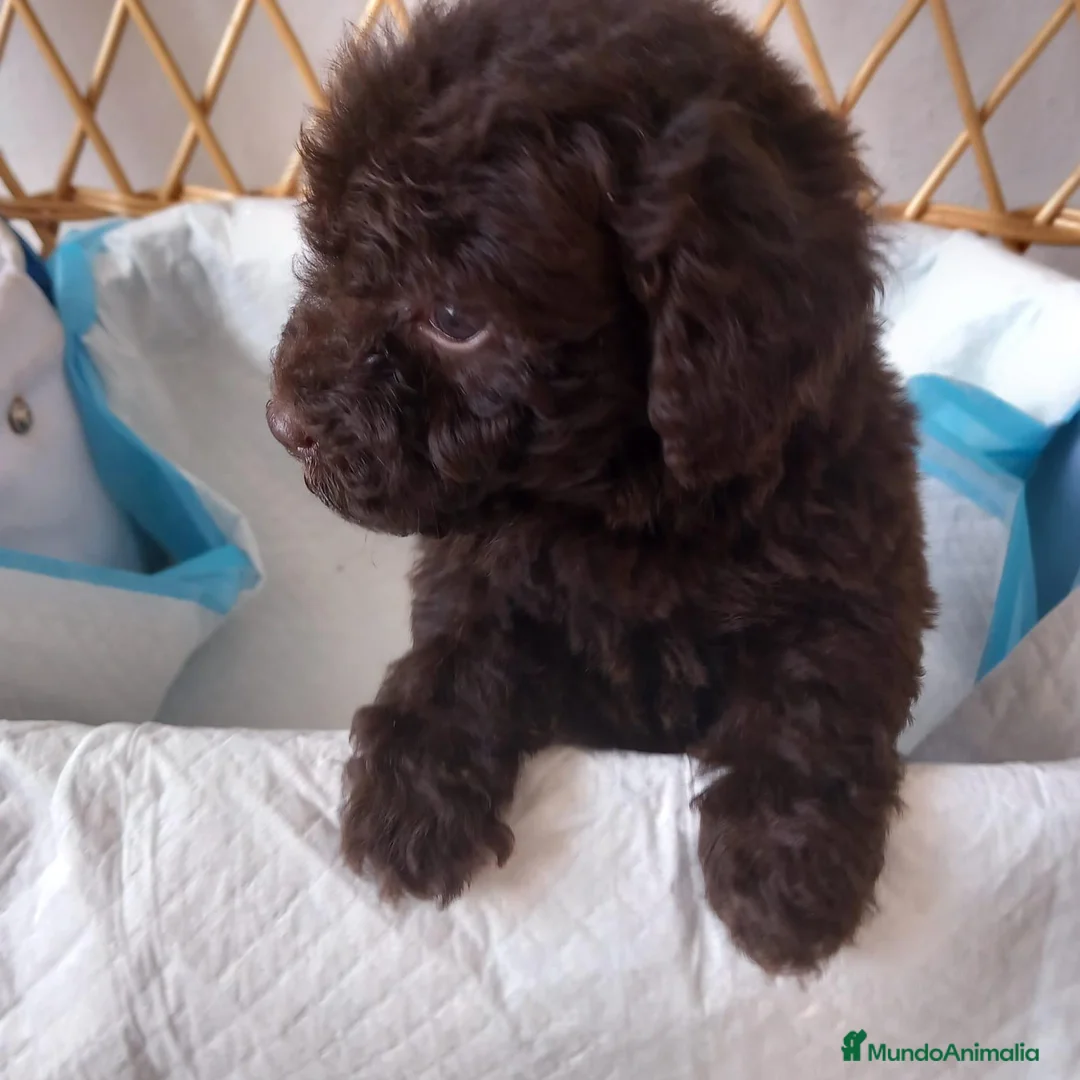 Caniche Toy perros en venta: Caniche toy - Anuncio 2