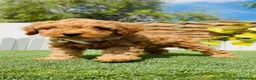 Caniche Toy perros en venta: CANICHE TOY-LISTO PARA ENTREGAR - Anuncio 12
