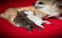 Chihuahua perros en venta: PRECIOSOS CHIHUAHUAS! - Anuncio 1