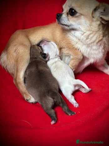 Chihuahua perros PRECIOSOS CHIHUAHUAS! - Anuncio 1