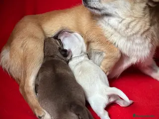 Chihuahua perros PRECIOSOS CHIHUAHUAS! - Anuncio 4
