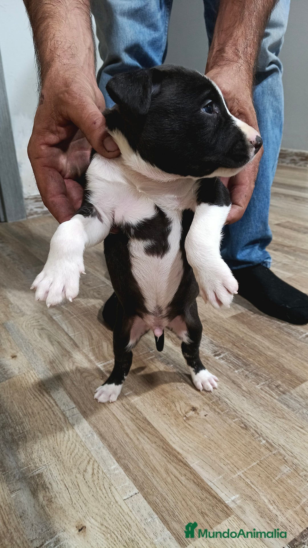 American Staffordshire-Terrier perros en venta: Macho estanford  - Anuncio 3