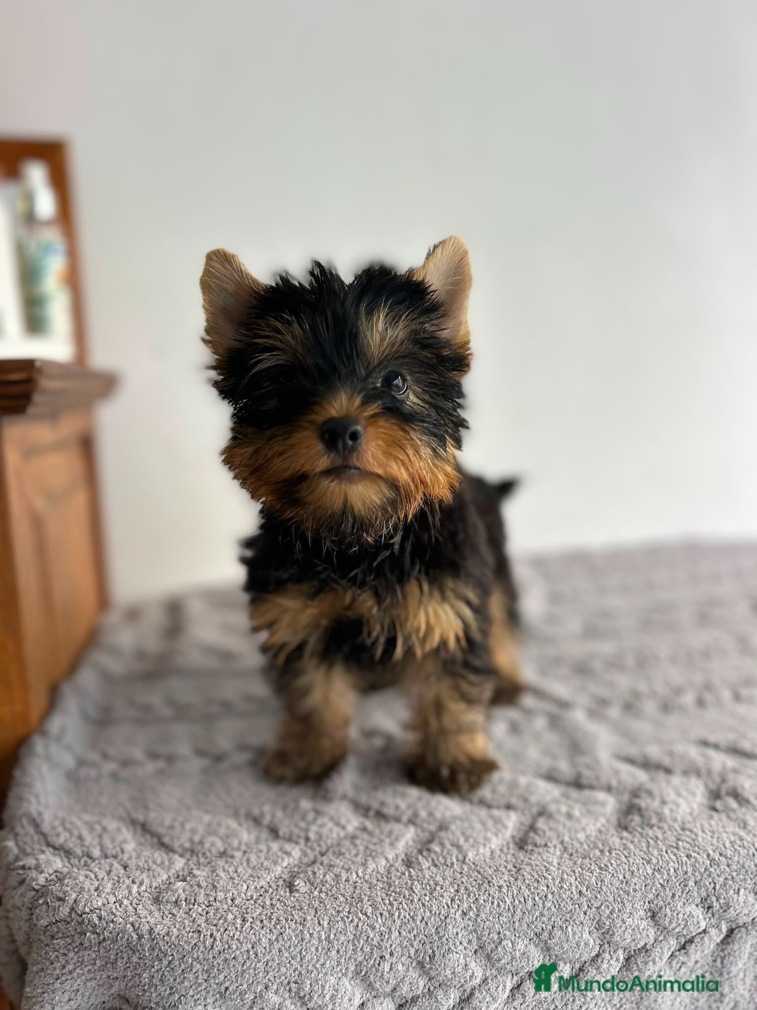Yorkshire Terrier perros Yorkshire miniatura  - Anuncio 5