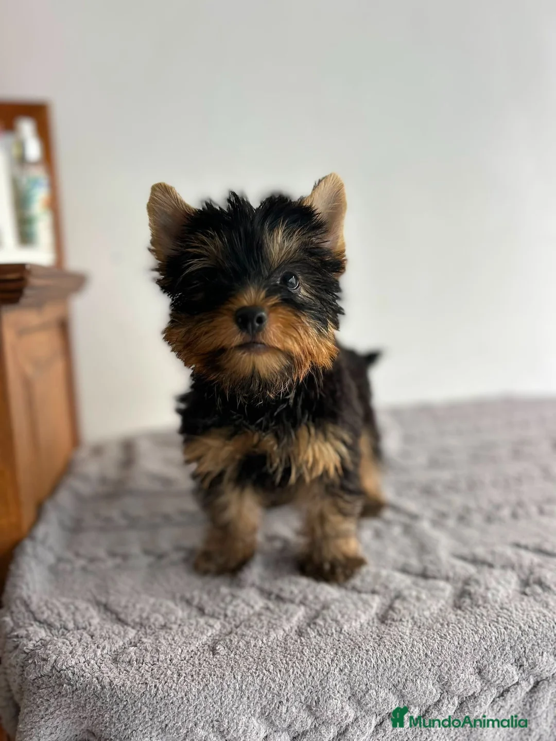 Yorkshire Terrier perros en venta: Yorkshire miniatura  - Anuncio 1