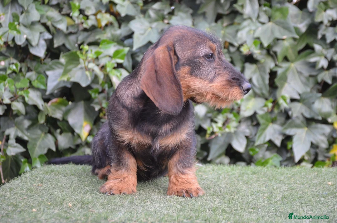 Teckel perros en venta: Teckel standar de pelo duro - Anuncio 2