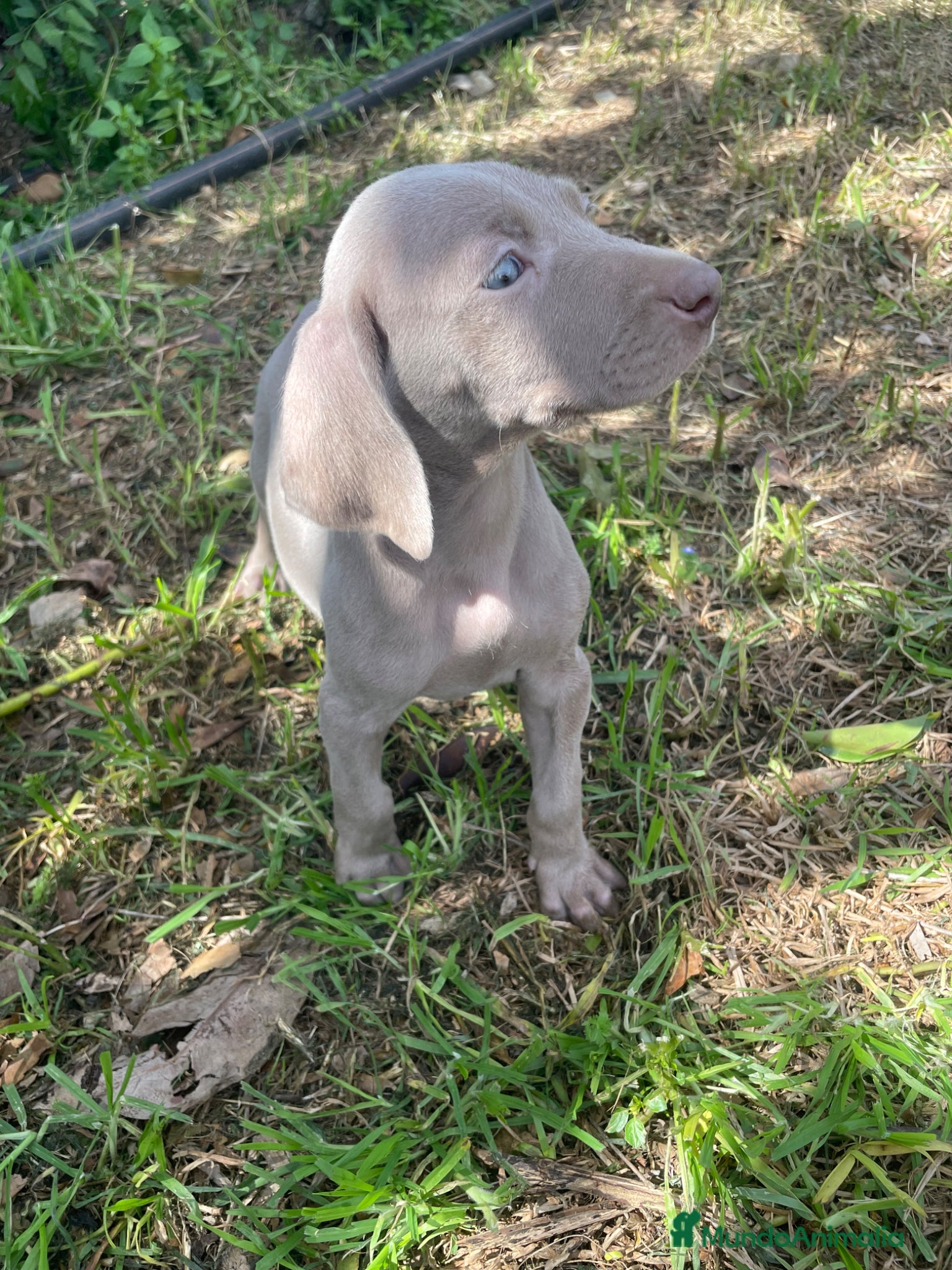 Weimaraner perros Braco de Weimar  - Anuncio 1