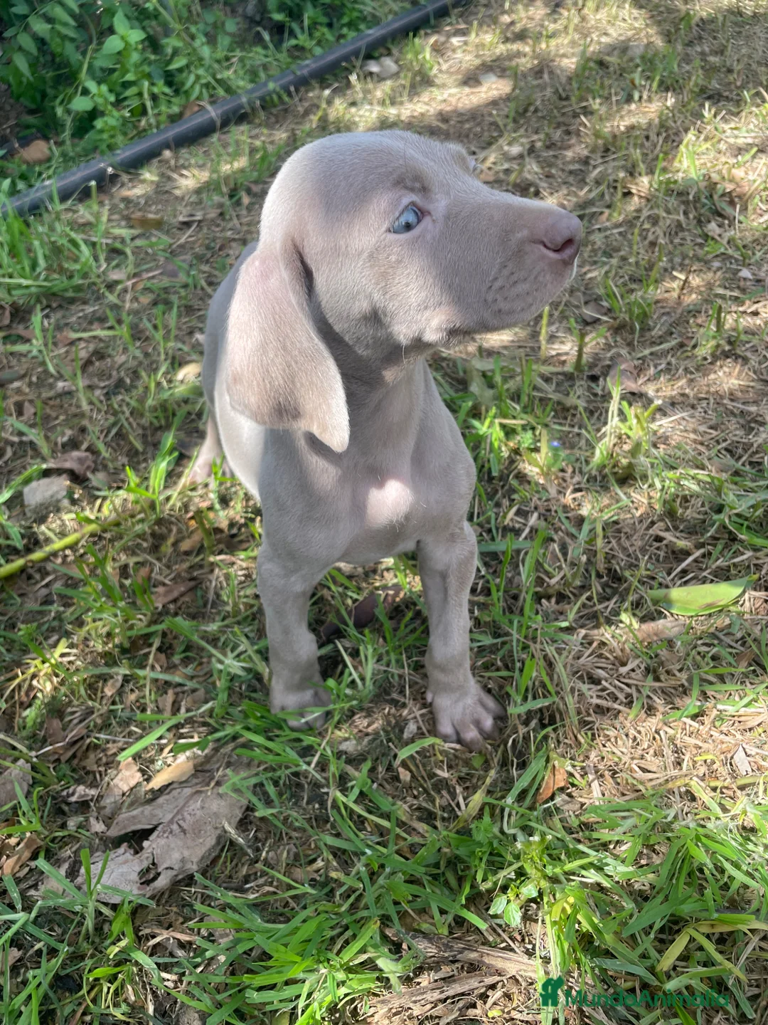 Weimaraner perros en venta: Braco de Weimar  - Anuncio 1